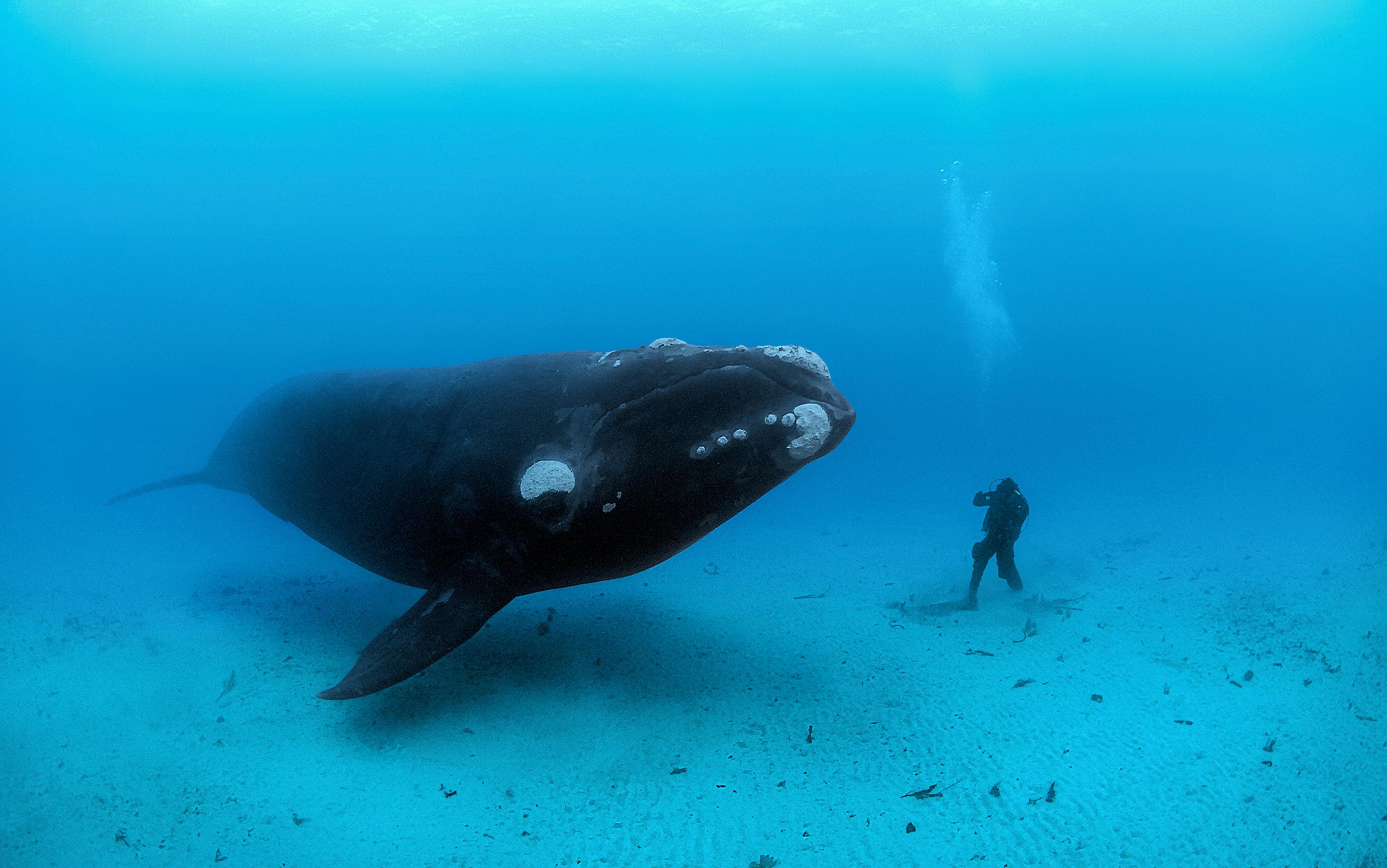 A North Atlantic right whale underwater, its head callosities visible, with a diver for scale